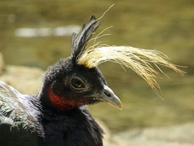 Фото Конголезский павлин