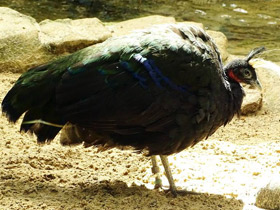 Фото Конголезский павлин