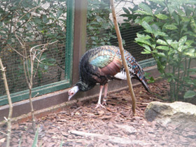 Фото Глазчатая индейка