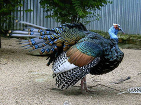 Фото Глазчатая индейка