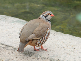 Фото Азиатский кеклик