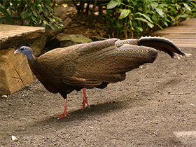 Смотреть фото Большой аргус Фото Большой аргус