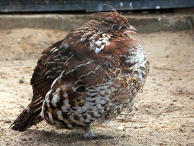 Фото Рябчик