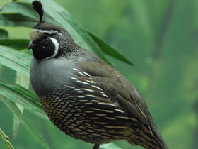 Фото Калифорнийский хохлатый перепел