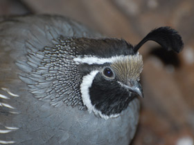 Фото Калифорнийский хохлатый перепел