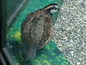 Фото Виргинская американская куропатка