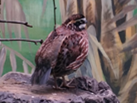 Фото Виргинская американская куропатка