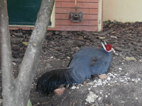 Фото Синий ушастый фазан