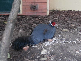 Фото Синий ушастый фазан