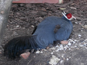 Фото Синий ушастый фазан