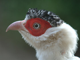 Белый ушастый фазан