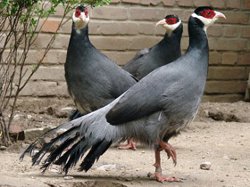 Фото Тибетский ушастый фазан