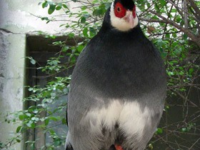 Фото Тибетский ушастый фазан