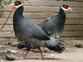 Фото Тибетский ушастый фазан