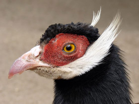 Коричневый ушастый фазан