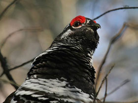 Фото Канадская дикуша