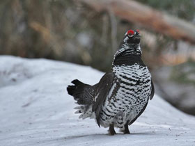 Фото Канадская дикуша