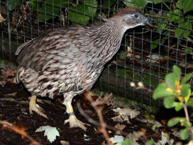 Фото Франколин Эркеля