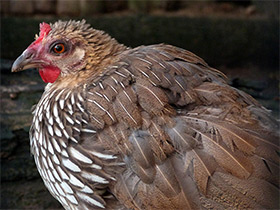 Фото Серая джунглевая курица