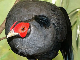 Фото Сиамская лофура