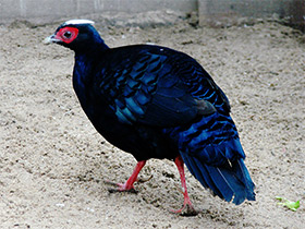 Фото Фазан Эдвардса