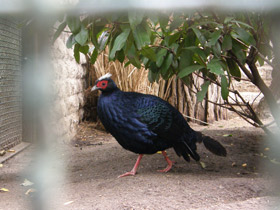 Фото Фазан Эдвардса