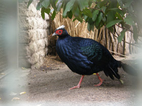 Фото Фазан Эдвардса