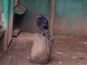 Смотреть фото Черная лофура Фото Черная лофура