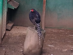 Смотреть фото Черная лофура Фото Черная лофура