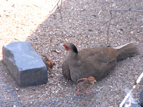 Фото Лофура Свайно