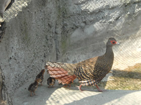 Фото Лофура Свайно