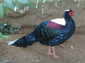 Фото Лофура Свайно