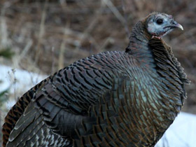 Смотреть фото Дикая индейка Фото Дикая индейка