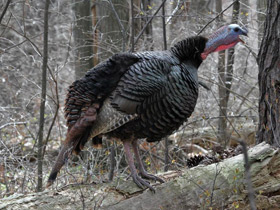 Смотреть фото Дикая индейка Фото Дикая индейка