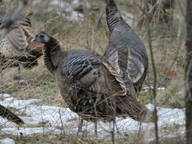 Смотреть фото Дикая индейка Фото Дикая индейка