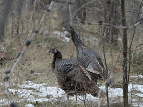 Смотреть фото Дикая индейка Фото Дикая индейка