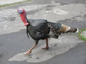 Смотреть фото Домашняя индейка Фото Домашняя индейка