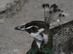 Смотреть фото Индийский павлин Фото Индийский павлин