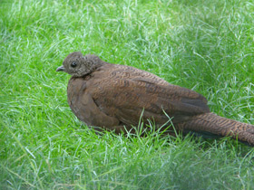 Фото Бронзовохвостый павлиний фазан