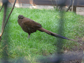 Фото Бронзовохвостый павлиний фазан