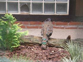 Фото Малайский павлиний фазан