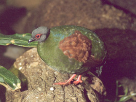 Фото Краснохохлая куропатка