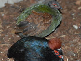 Фото Краснохохлая куропатка