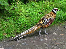 Королевский фазан