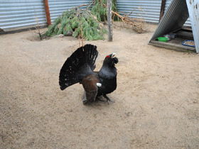 Фото Глухарь