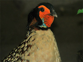 Фото Буробрюхий трагопан