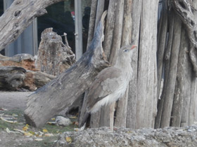 Фото Хохлатая кариама