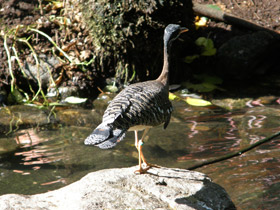 Фото Солнечная цапля
