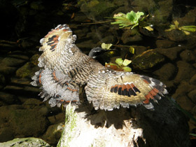 Фото Солнечная цапля