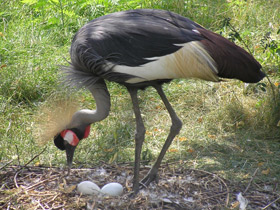 Фото Венценосный журавль
